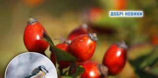 Висадила ці 5 рослин у своєму саду, щоб допомогти птахам перезимувати