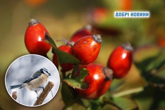 Висадила ці 5 рослин у своєму саду, щоб допомогти птахам перезимувати