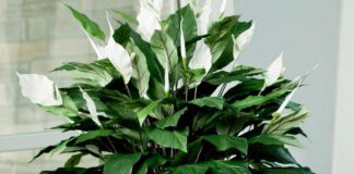 Експерти розповіли, як банан впливає на цвітіння спатифілума