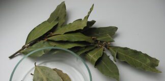 Навіщо лавровий лист вішати у туалеті