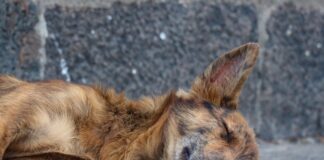 Як допомогти безпритульним тваринам