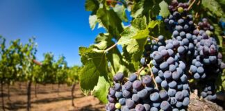 Городник розповів, як вивести шкідників з виноградної лози