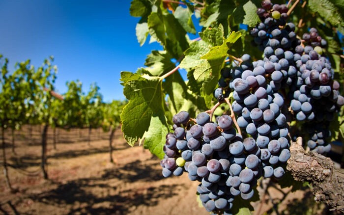 Як не треба доглядати за виноградом: поради садівників 