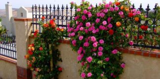 Експерти назвали, коли і чому не можна займатися домашніми квітами