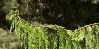 Садівник розповів, коли слід розмножувати кипарис