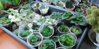 Як не треба підживлювати фіалки вдома