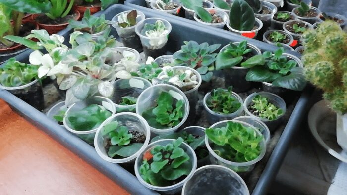 Як не треба підживлювати фіалки вдома