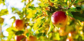 Садівники розповіли, коли потрібно обробляти плодові дерева після заморозків