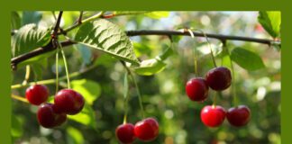 Своєчасна обрізка дерев - запорука відмінного врожаю