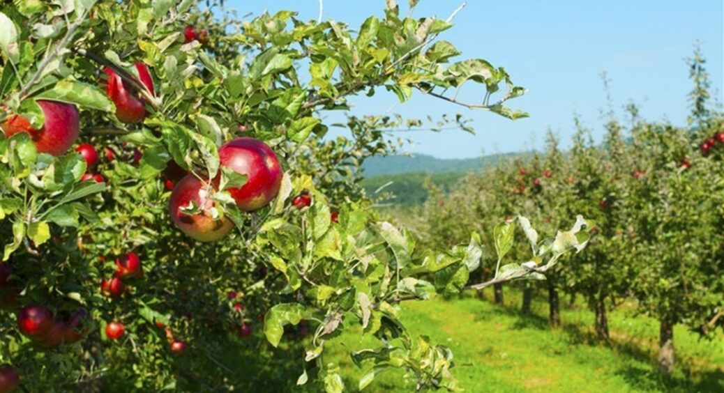 Почула “хруст” і одразу зрозуміла, в чому справа: чому плодові дерева тріщать восени і що з цим робити 