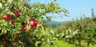 Садівники розповіли, що робити, якщо плодові дерева тріщать 