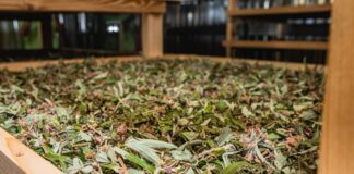 Експерти назвали трави, які слід висадити на городі імунітету