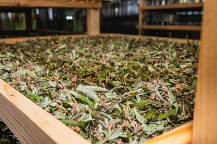 Експерти назвали трави, які слід висадити на городі імунітету Експерти назвали трави, які слід висадити на городі імунітету