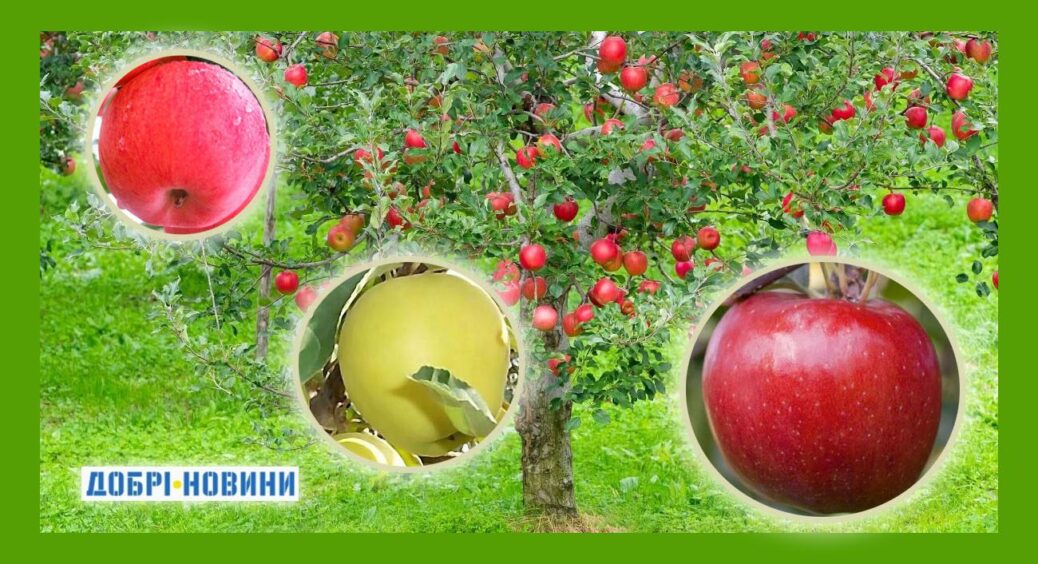 Три “іноземці” на українських теренах: найпопулярніші сорти яблунь. Багатий врожай фруктів гарантовано 