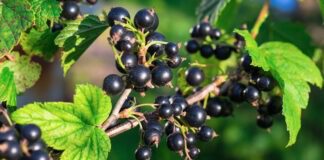 Як правильно доглядати за смородиною навесні