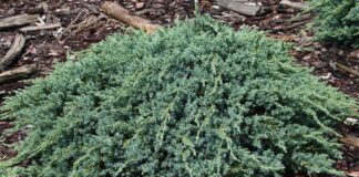 Дачники розповіли, що посадити на городі на зиму