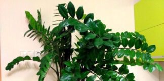 Що не терпить заміокулькас у догляді: думка експертів