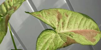 Причини проблем зі сингоніумом і способи їх вирішення