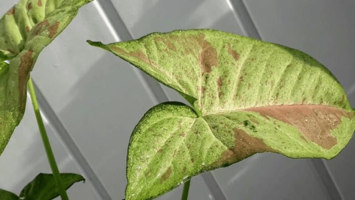 Причини проблем зі сингоніумом і способи їх вирішення