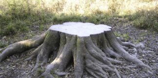 Дачники розповіли, як за 5 хвилин вивести пеньок з ділянки