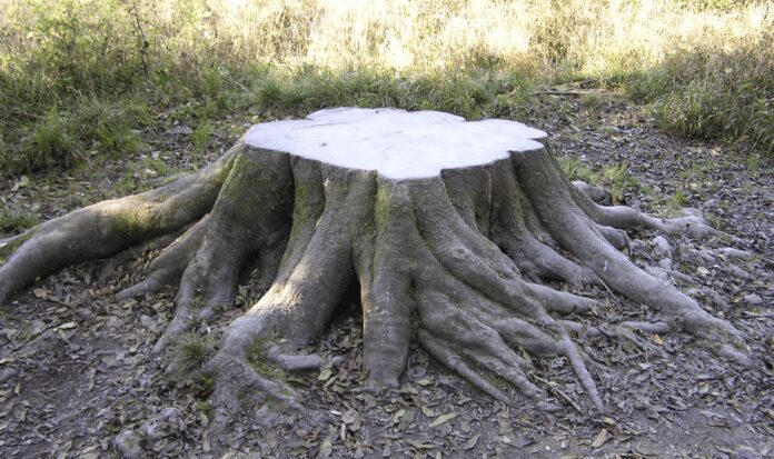 Дачники розповіли, як за 5 хвилин вивести пеньок з ділянки