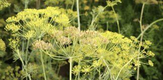 Вирощування кропу на підвіконні в домашніх умовах