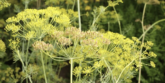 Вирощування кропу на підвіконні в домашніх умовах