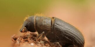 Найкращий засіб проти короїдів на фруктових деревах