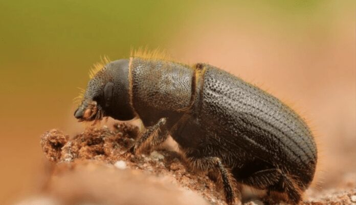 Найкращий засіб проти короїдів на фруктових деревах