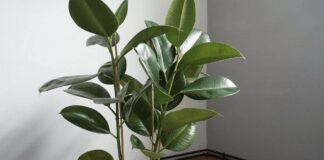 Найкращі рослини для зимової посадки вдома