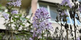 В Києві через аномальне тепло зацвів бузок