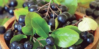 Дачники розповіли, чим замінити дорогі декоративні дерева 