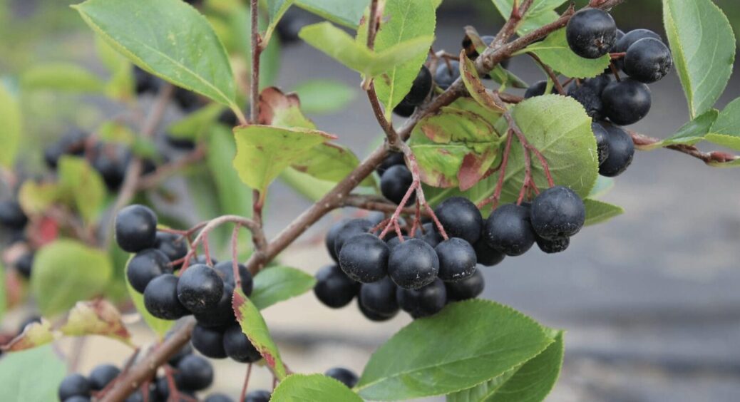 Варення на зиму ніколи не варю: “закатую” чорноплідну горобину в 1-літрові банки. Хоч в компот, хоч в пиріг 