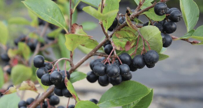  Господині поділилися рецептом зимового зберігання горобини