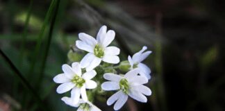 Найкраща квітка для посадки в листопаді