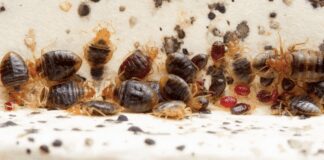 Як позбутися клопів в домашніх умовах