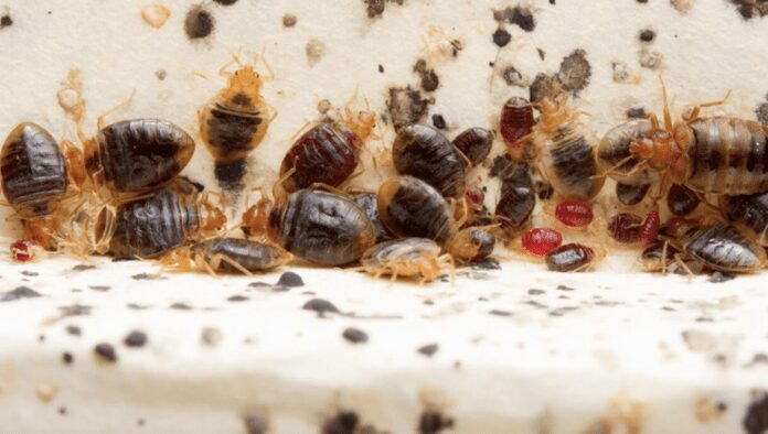 Як позбутися клопів в домашніх умовах Як позбутися клопів в домашніх умовах