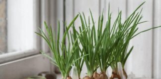 Як виростити цибулю на підвіконні без запаху