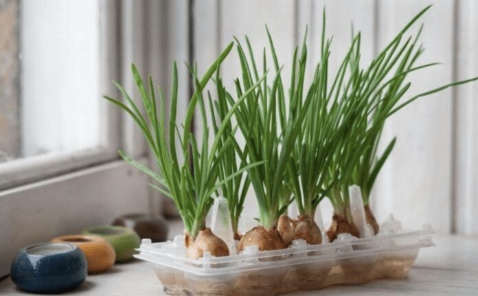 Як виростити цибулю на підвіконні без запаху Як виростити цибулю на підвіконні без запаху