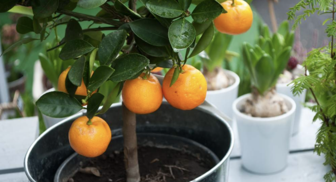 Посадила кісточку і виростила апельсини розміром з кулак: як правильно посіяти рослину в домашніх умовах 