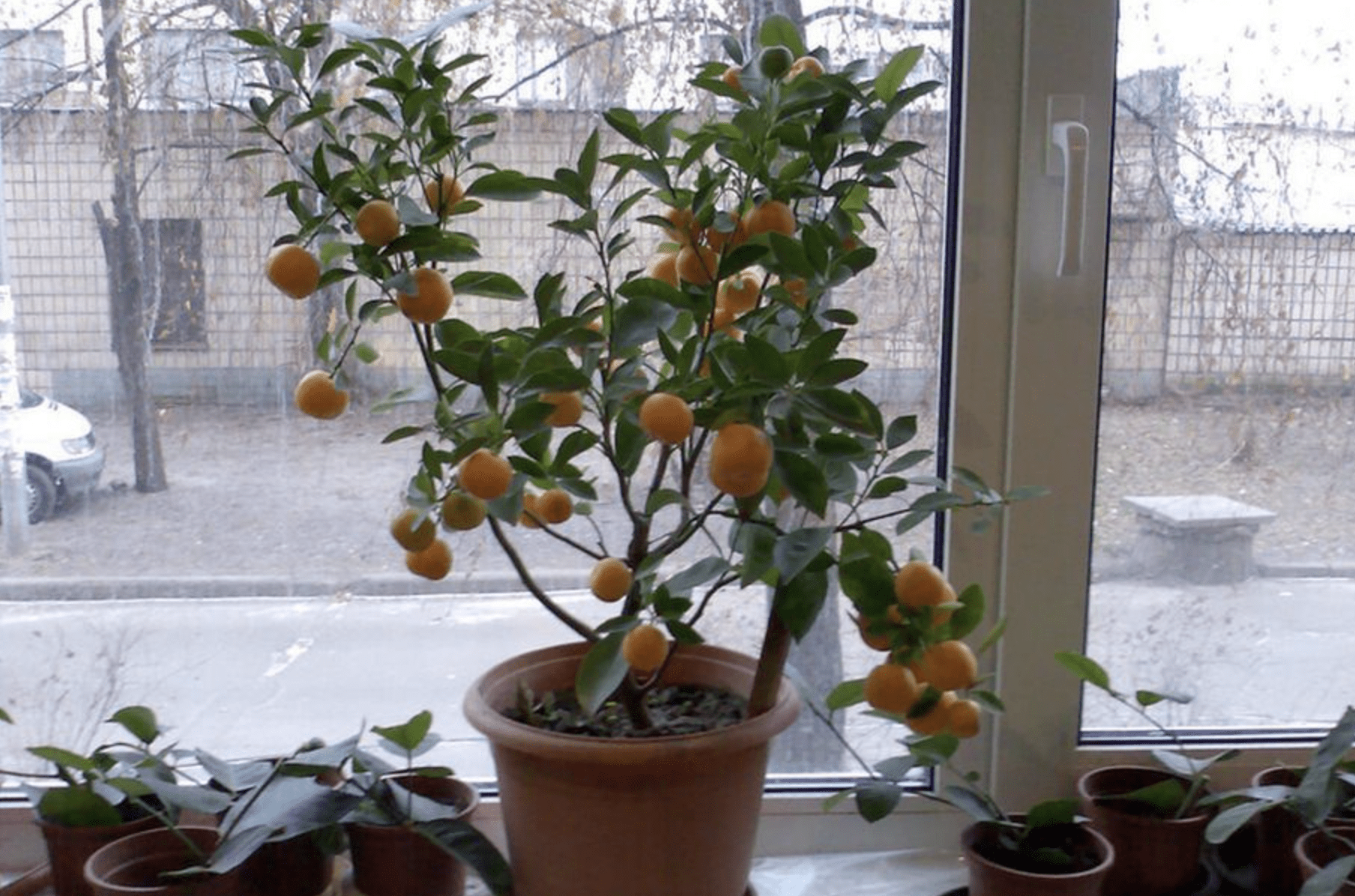 Як виростити апельсин з кісточки в домашніх умовах