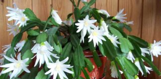 Квітникарі розповіли, як в грудні підживлювати декабрист