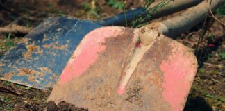 Езотерик назвав сприятливі дати для робіт з рослинами у лютому 2024