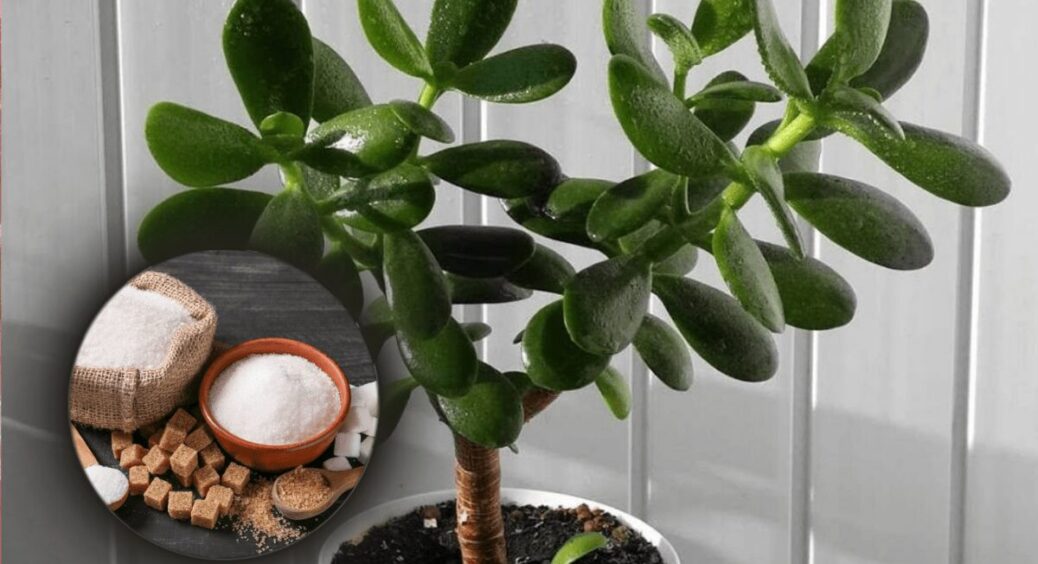 Ця супер-підживка повернула грошове дерево до життя за один раз: не очікувала, що до кінця року розпуститься 