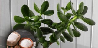 Яка підживка підходить грошовому дереву: розпуститься на раз-два 