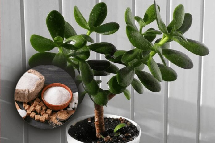 Яка підживка підходить грошовому дереву: розпуститься на раз-два 