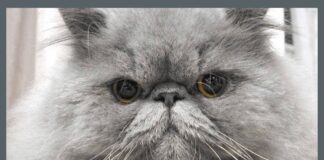 Персицький кіт: чому варто заводити 