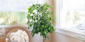 Фікус буде здоровим цілий рік: ці поради допоможуть господиням 