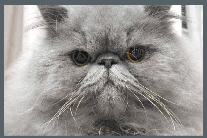 Персицький кіт: чому варто заводити 