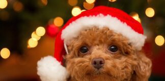 Смішні фото собак у новорічних костюмах